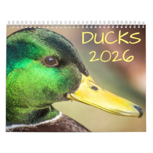 Calendário Fotografia de Duck Wildlife