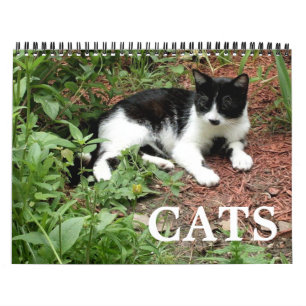 Calendário Fotografias de gatos