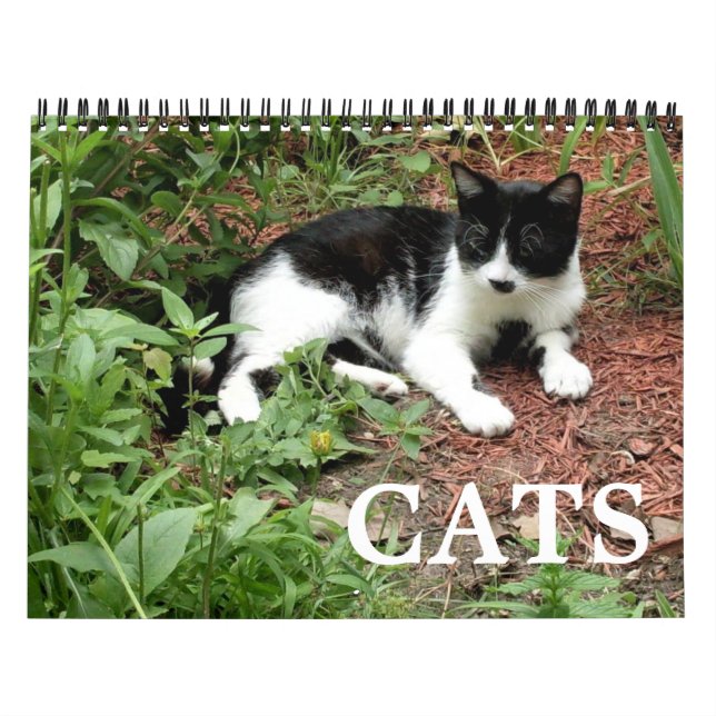 Calendário Fotografias de Gatos  (Capa)