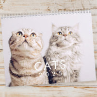 Fotos de Gato de Gatinhos de Pet Gatinhos Engraçad