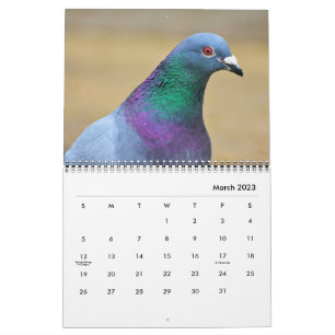 Calendário Fotos de Pombas da Paz Elegantes e Lindas Aves