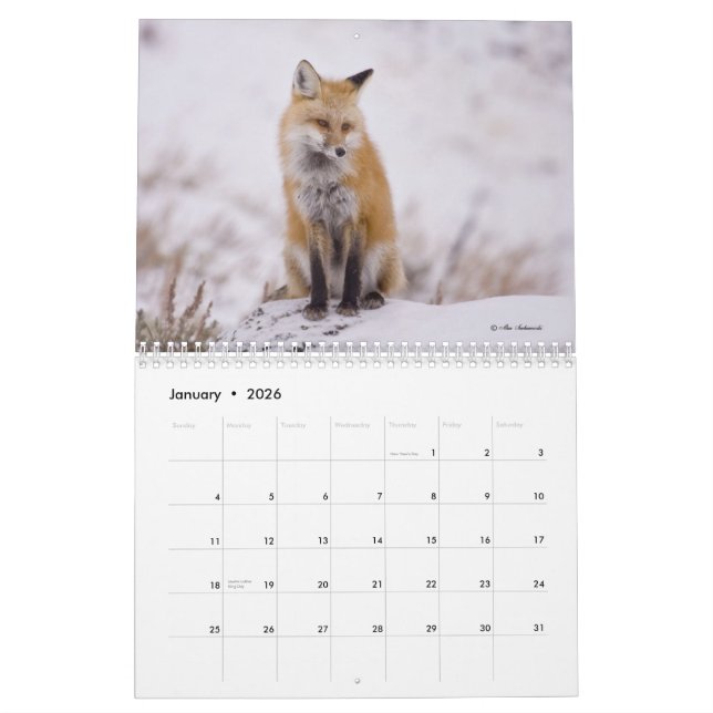 Calendário Foxy das senhoras (e os cavalheiros) (Jan 2026)