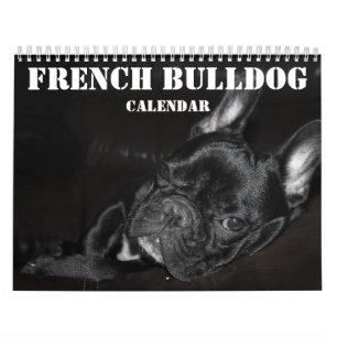 Calendário Francês Do Bulldog 2025 Com Fotos