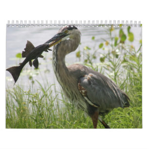 CALENDÁRIO GARÇA-REAL DE GRANDE AZUL DE FLORIDA