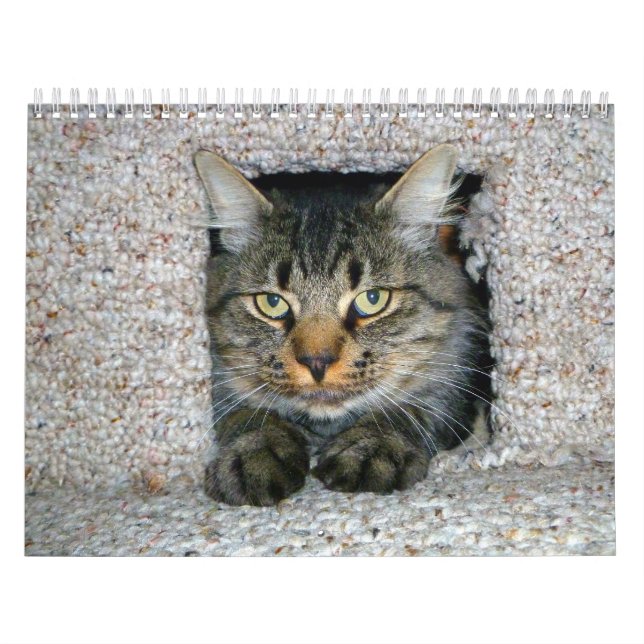 Calendário Gatinhos (Capa)