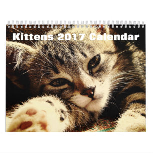 Calendário Gatinhos Frescos 2017