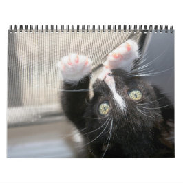 Calendário Gatinhos, gatinhos!