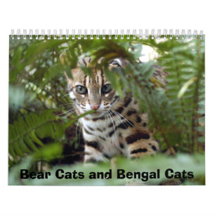 Calendário Gato 022 de Bengal, gatos de urso e gatos de