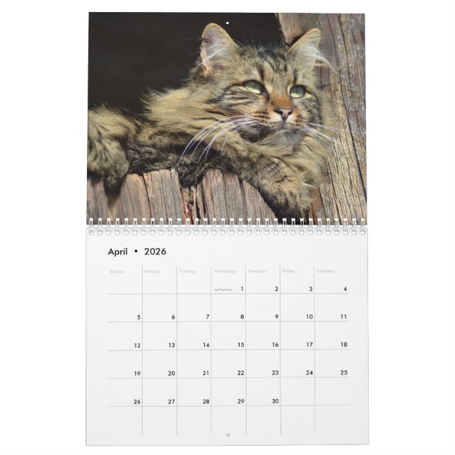 Calendário Gato de Gato de Maine Coon (Abr 2026)