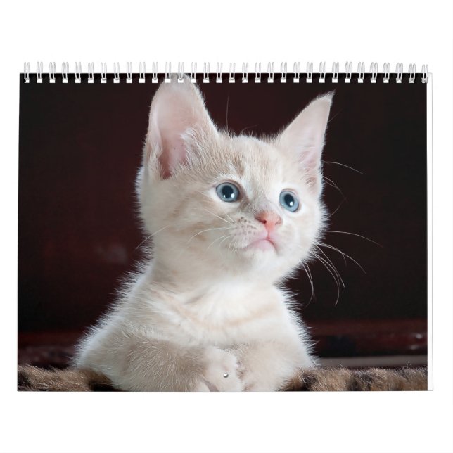Calendário gato esfinge (Capa)