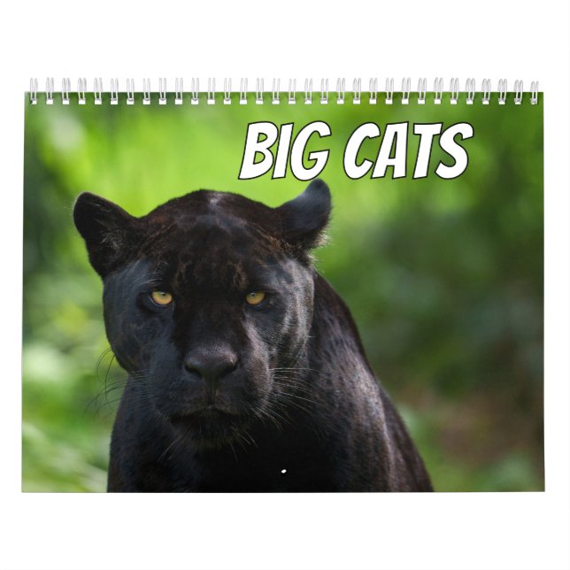 Calendário Gato Grande 2026 (Capa)