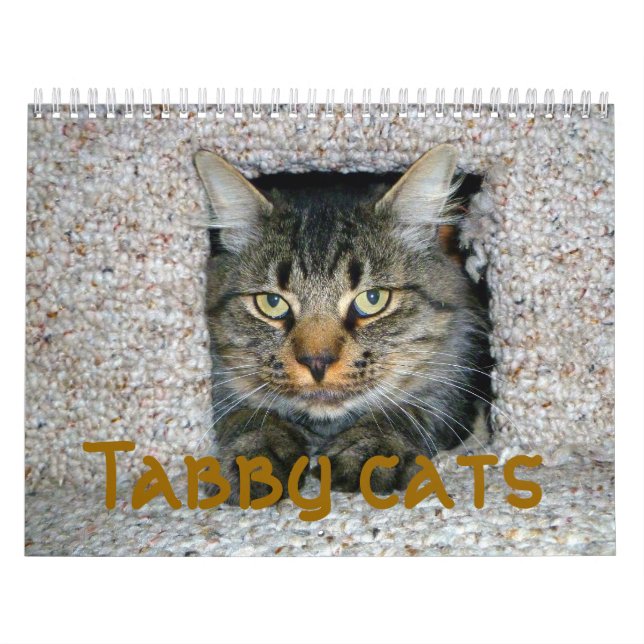 Calendário Gatos (Capa)