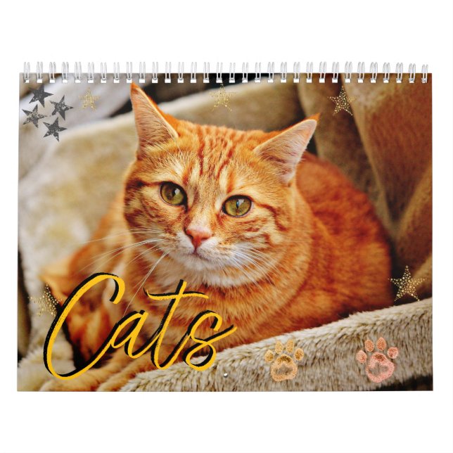 Calendário Gatos Belos Retratos Pet (Capa)