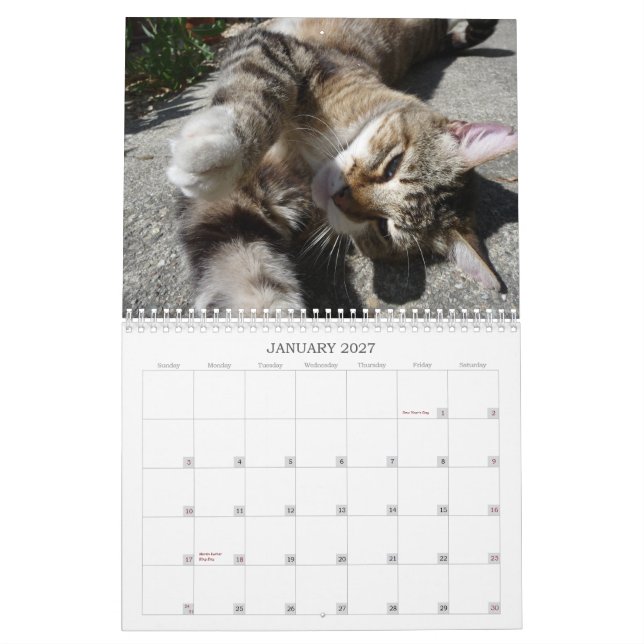Calendário Gatos da vizinhança 2013 (Jan 2027)