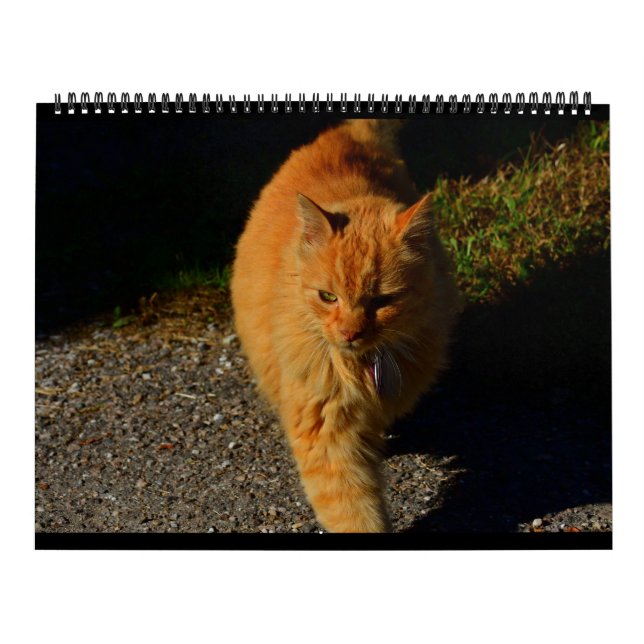 Calendário Gatos de Vermont 2024 (Capa)