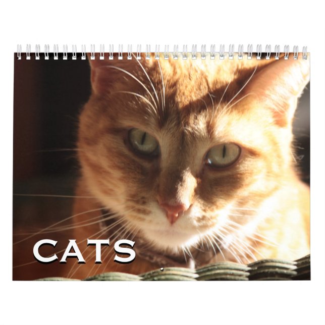 Calendário Gatos e Gatinhos (Capa)