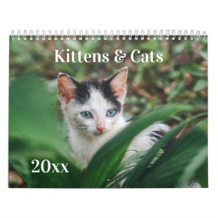 Calendário Gatos e Gatinhos