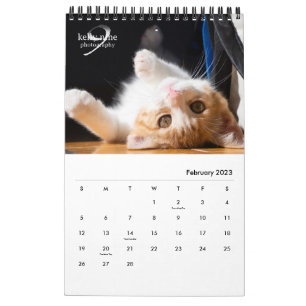 Calendário Gatos e Kittens por Kelly Nine Fotografia