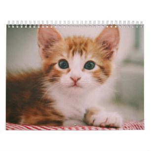 Calendário Gatos Fofos Simples Moderno