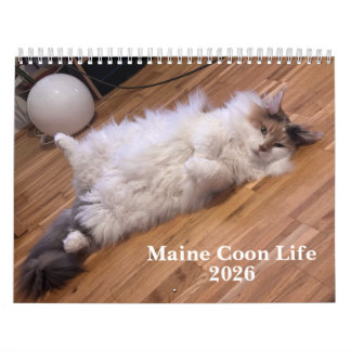 Calendário Gatos Maine Coon | Vida de Maine Coon