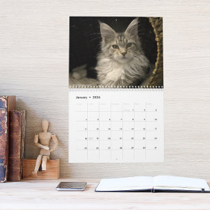 Calendário Gatos Maine Coon   Vida de Maine Coon