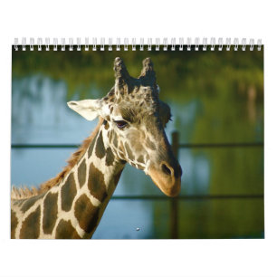 Calendário Girafas
