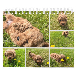 Calendário Goldendoodle Puppy 2024