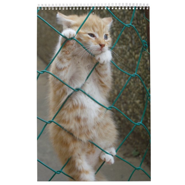 Calendário Gorgeous Orange Cats 2023 (Capa)