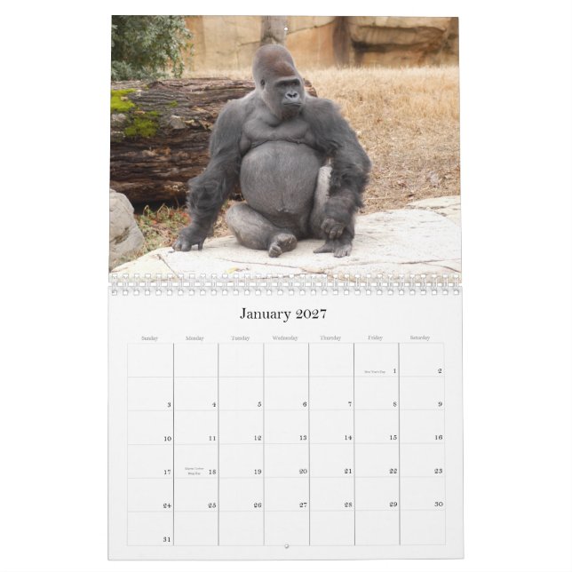 Calendário Gorilla_018, gorila (Jan 2027)
