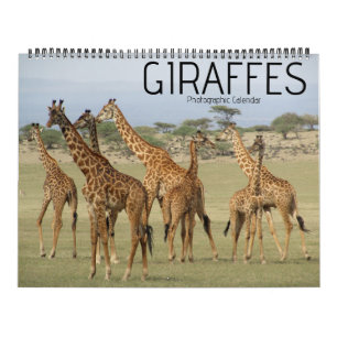 calendário grande giraffe safari 2027