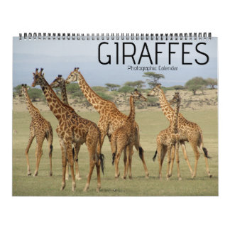 calendário grande giraffe safari 2027