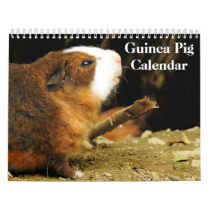 Calendário Guiné Pig 2024