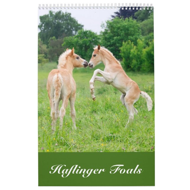 Calendário Haflinger Foals 2017 (Capa)