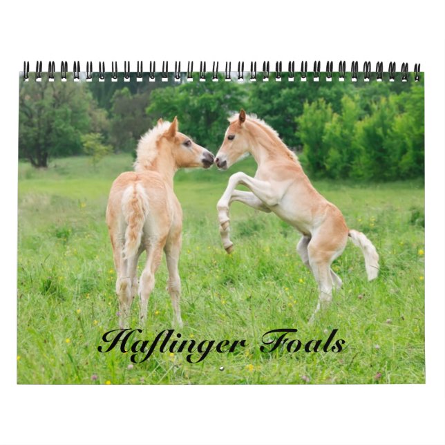Calendário Haflinger Foals - tamanho médio (Capa)