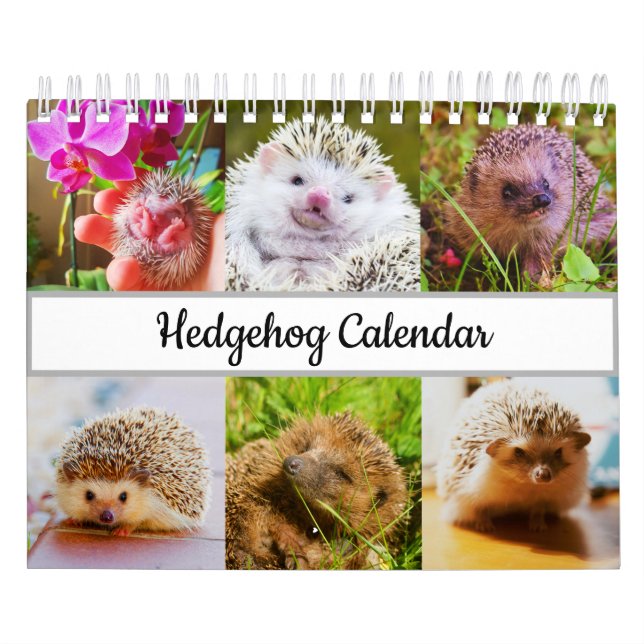 Calendário Hedgehog (Capa)