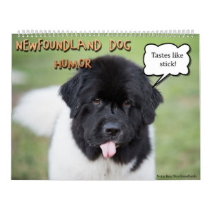 Calendário Humor de Newfoundlands do urso de Notta