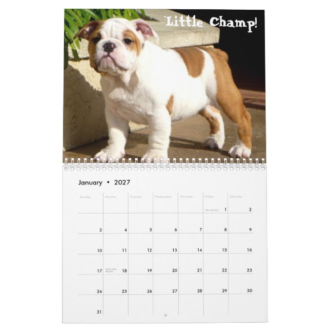 Calendário impresso do buldogue 2014 costume (Jan 2027)