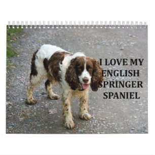 Calendário Inglês Springer Spaniel