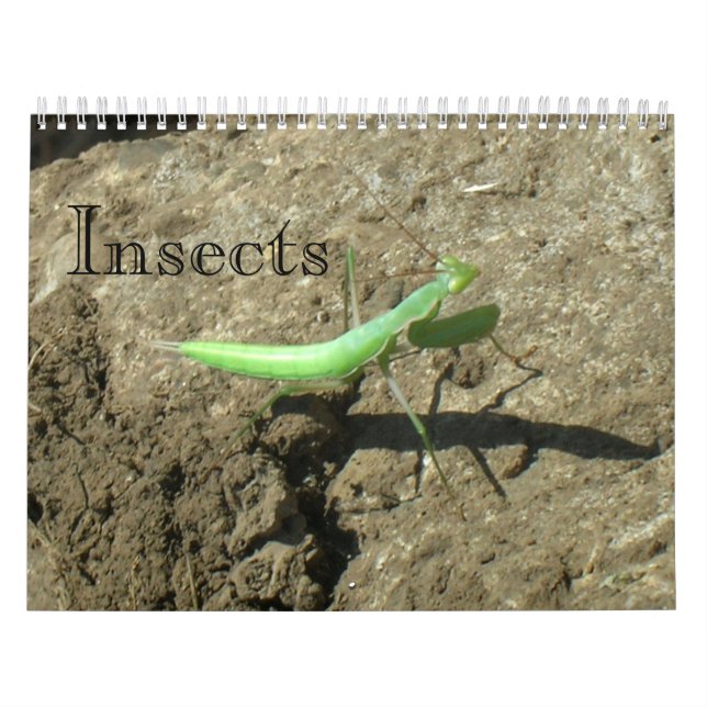 Calendário - Insetos (Capa)