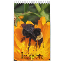 Calendário - Insetos (sgl. pág.)