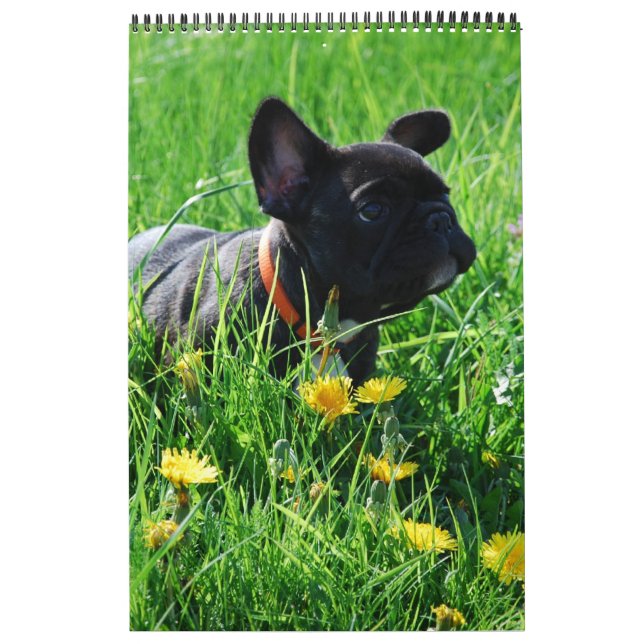 Calendário Kalender französische Bulldogge tolle Fotosammlung (Capa)