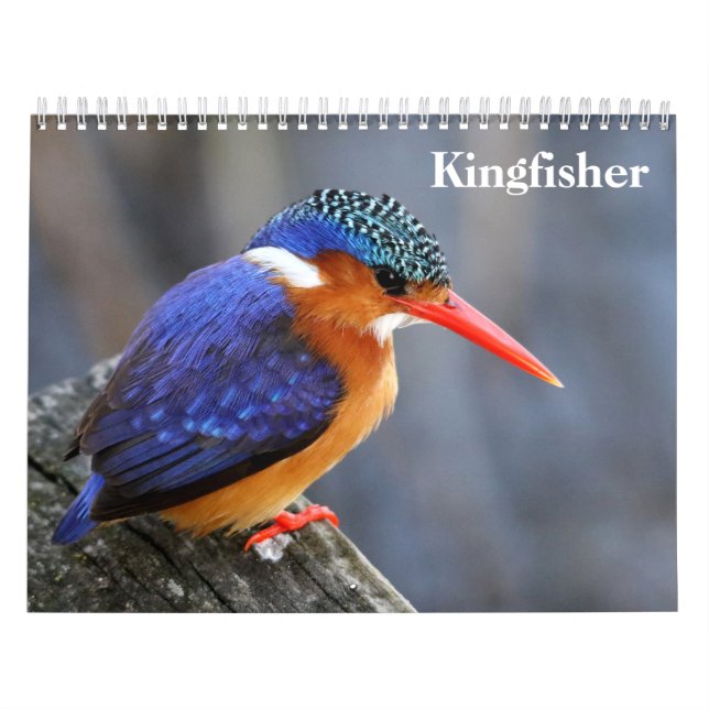 Calendário Kingfisher 2025 (Capa)