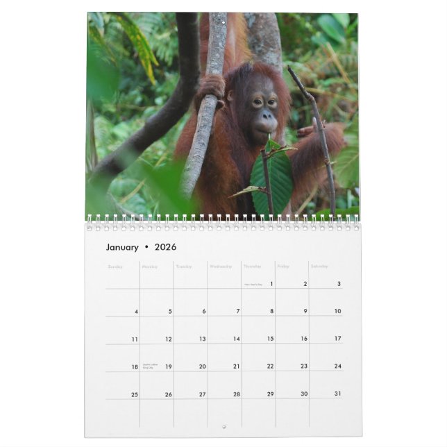 Calendário Krista a caridade 2013 dos animais selvagens do (Jan 2026)