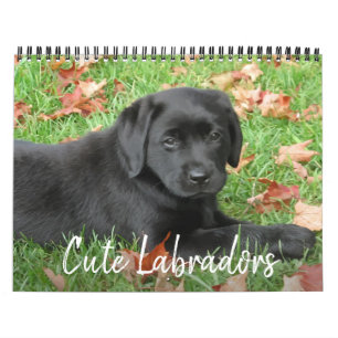 Calendário Labradores Cachorros - Cachorro Negro Labrador