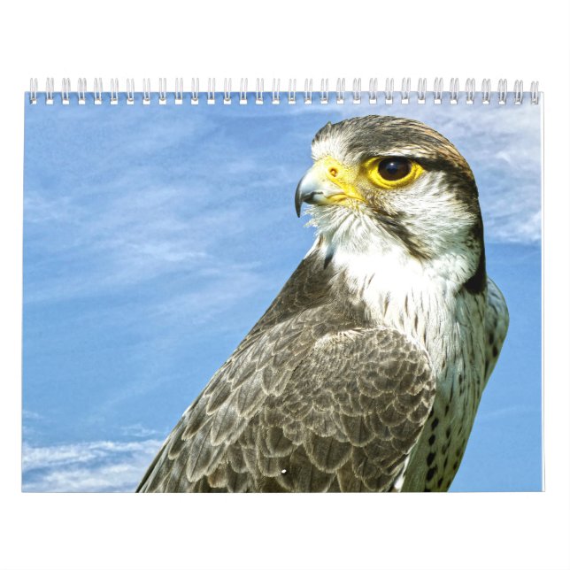 Calendário Lanner Falcon empacotado (Capa)