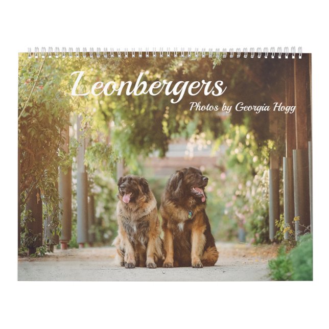 Calendário Leonbergers (Capa)