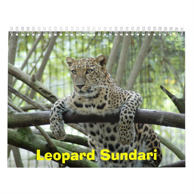 Calendário LeopardSundari_008, leopardo Sundari (Capa)