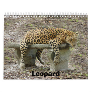 Calendário LeopardSundari_010, leopardo