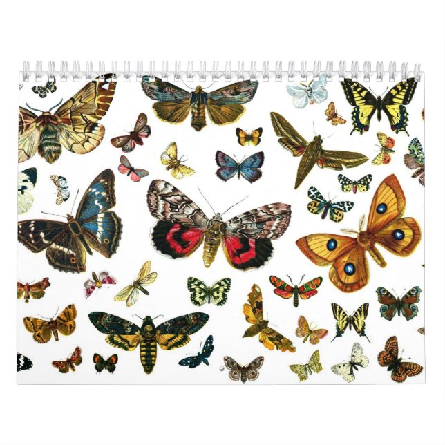 Calendário Litógrafos da borboleta e da mariposa (Capa)