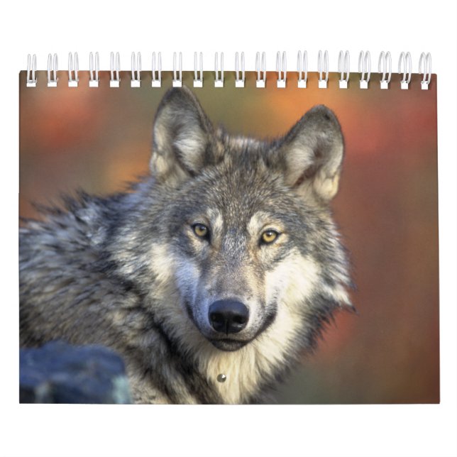 Calendário Lobos Lobos Na Fotografia Da Natureza (Capa)